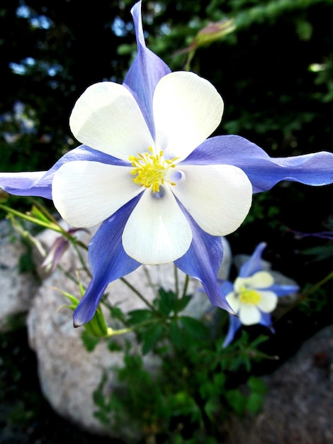 Zdjęcie zbliżenie białego kwiatu
