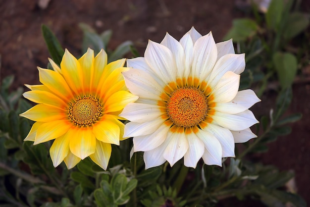 Zdjęcie zbliżenie białej i żółtej rośliny kwitnącej