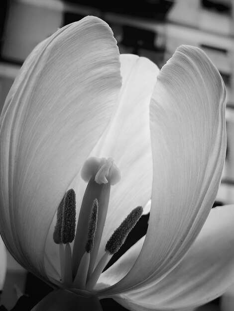 Zdjęcie zbliżenie białej lilii