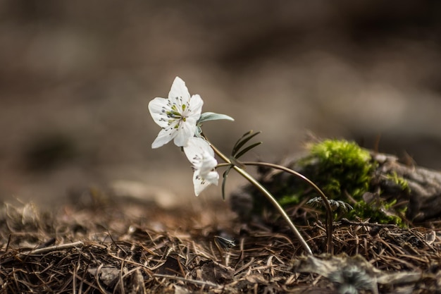 Zdjęcie zbliżenie białej rośliny kwitnącej na polu
