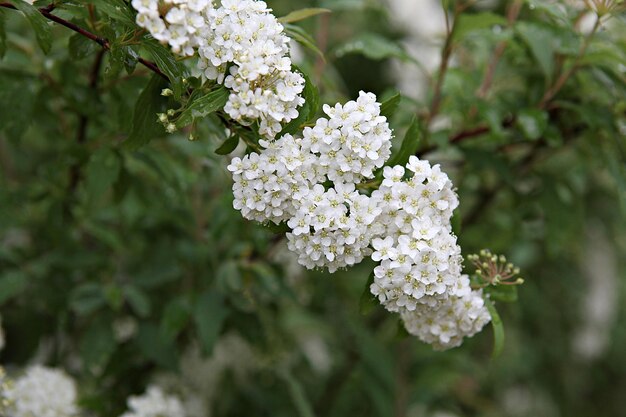 Zbliżenie białej rośliny kwitnącej