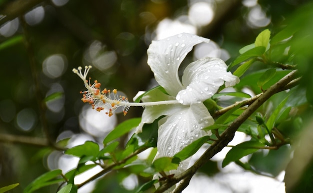 Zbliżenie białej rośliny kwitnącej