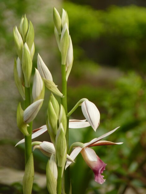 Zdjęcie zbliżenie białej rośliny kwitnącej