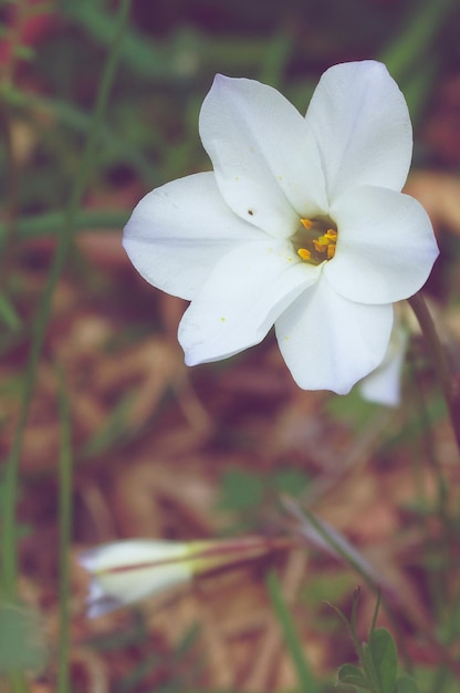 Zdjęcie zbliżenie białej rośliny kwitnącej