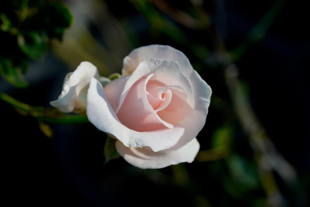 Zbliżenie białej róży kwitnącej na świeżym powietrzu