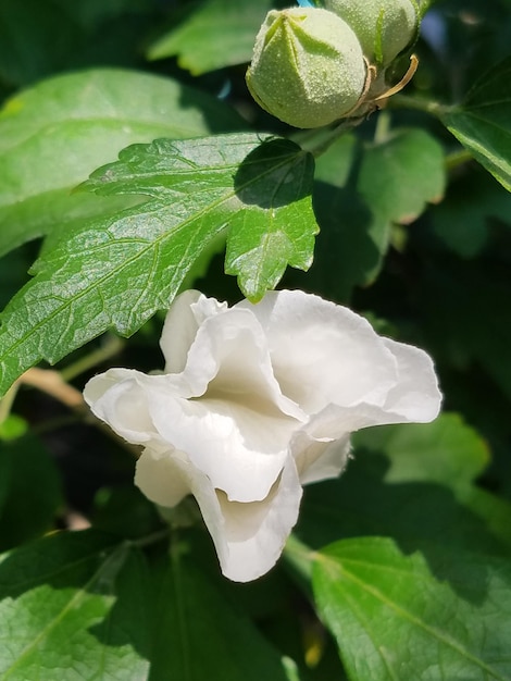 Zdjęcie zbliżenie białej róży kwitnącej na świeżym powietrzu