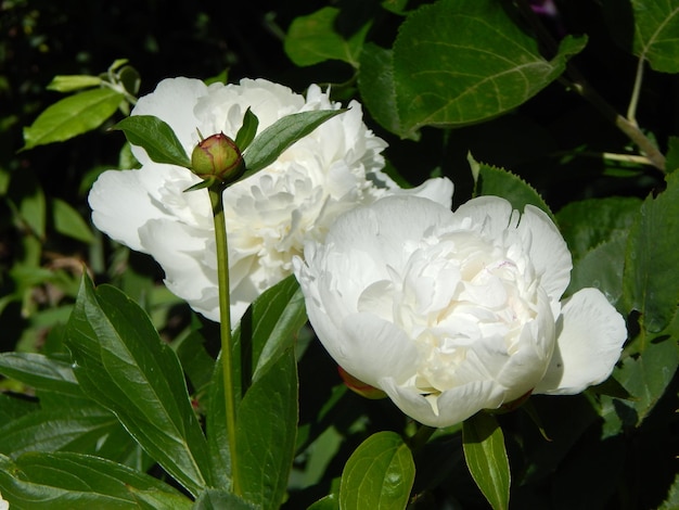 Zdjęcie zbliżenie białej róży na roślinie