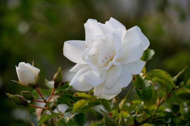 Zdjęcie zbliżenie białej róży rosnącej na roślinie