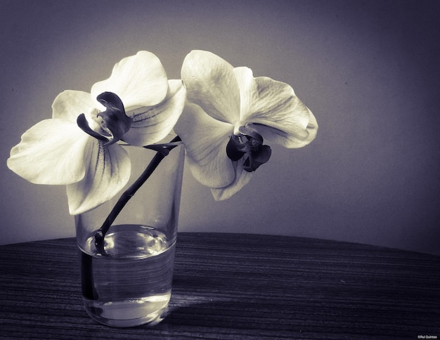 Zdjęcie zbliżenie białej róży w wazonie na stole