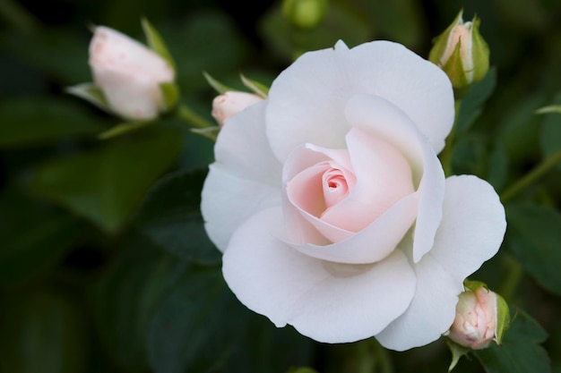 Zdjęcie zbliżenie białej róży