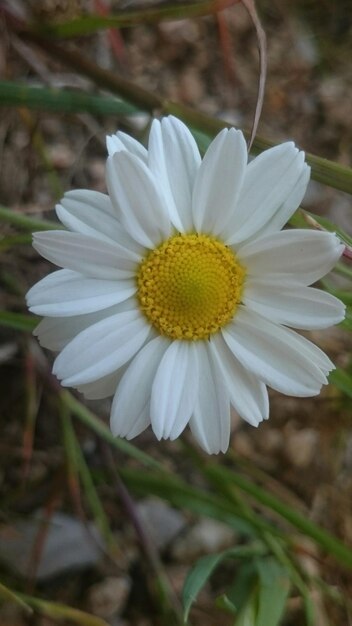 Zdjęcie zbliżenie białej stokrotki kwitnącej na zewnątrz