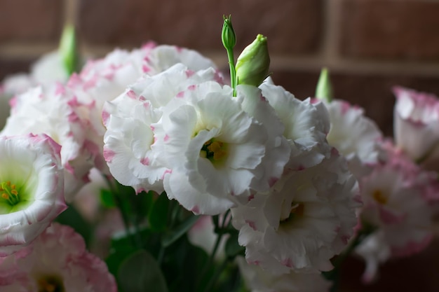 Zdjęcie zbliżenie biały i różowy eustoma. selektywne skupienie
