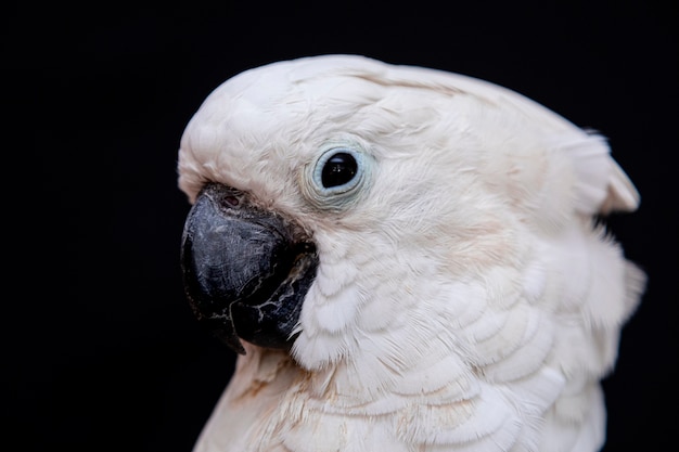 Zbliżenie biały kakadu z czarnym.