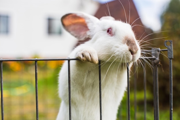 Zbliżenie biały królik na wiejskim podwórku w letni dzień Śliczny miły zwierzak