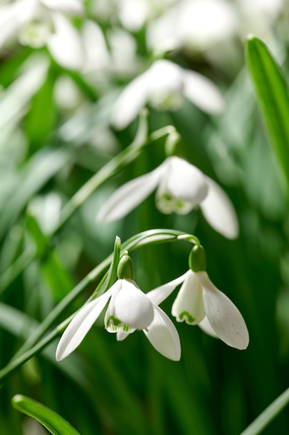 Zbliżenie biały kwiat przebiśnieg pospolity rosnący na tle zielonej kopii przestrzeni w odległym polu Galanthus nivalis kwitnący kwitnący i kwitnący na łące lub przydomowym ogrodzie