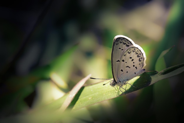 Zbliżenie Biały mały motyl na trawie