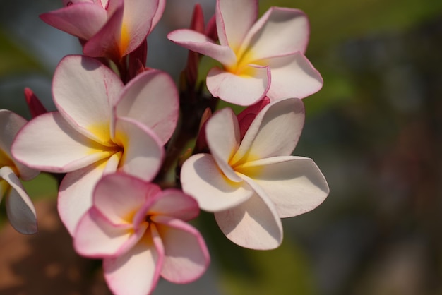 Zdjęcie zbliżenie białych kwiatów frangipani