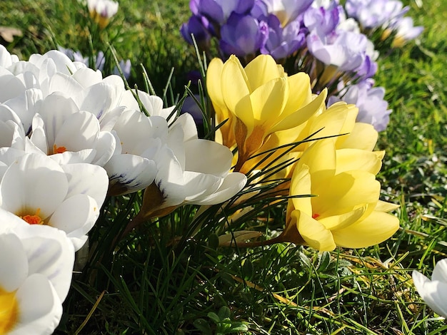Zdjęcie zbliżenie białych kwiatów krokusu na polu