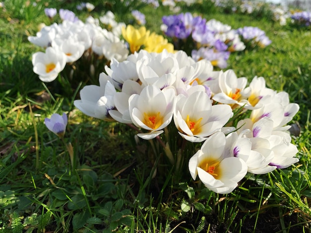 Zbliżenie białych kwiatów krokusu na polu