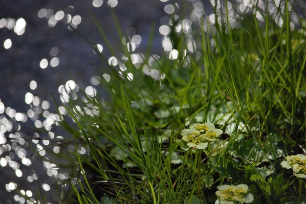 Zdjęcie zbliżenie białych kwiatów kwitnących na polu