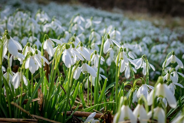 Zbliżenie białych kwiatów kwitnących na polu