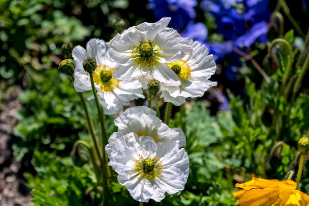 Zdjęcie zbliżenie białych kwiatów kwitnących na zewnątrz