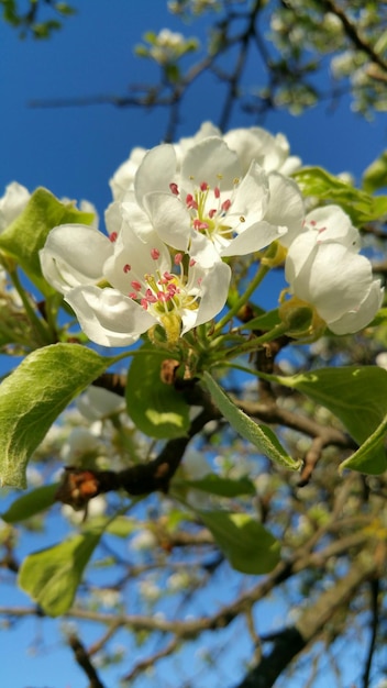 Zdjęcie zbliżenie białych kwiatów kwitnących w parku
