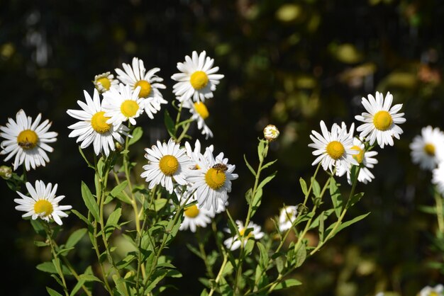 Zbliżenie białych kwiatów margaretki