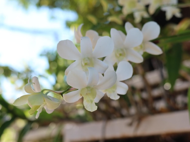 Zdjęcie zbliżenie białych kwiatów orchidei