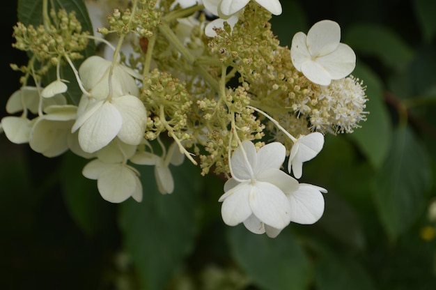 Zdjęcie zbliżenie białych kwiatów