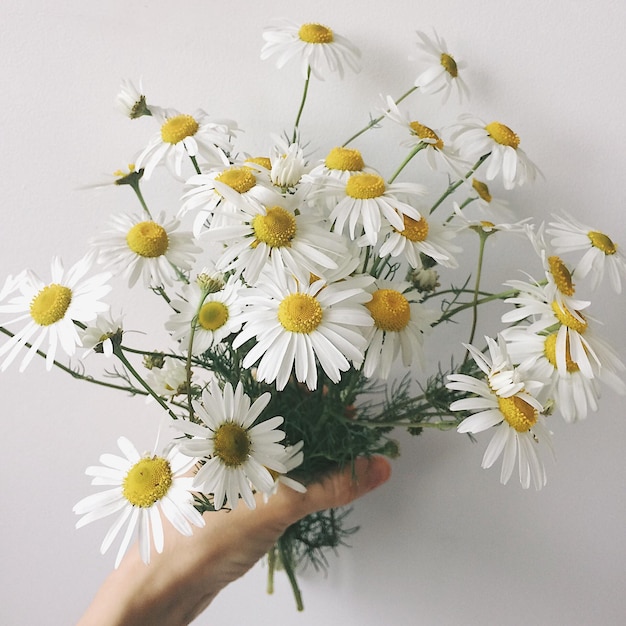 Zbliżenie białych kwiatów