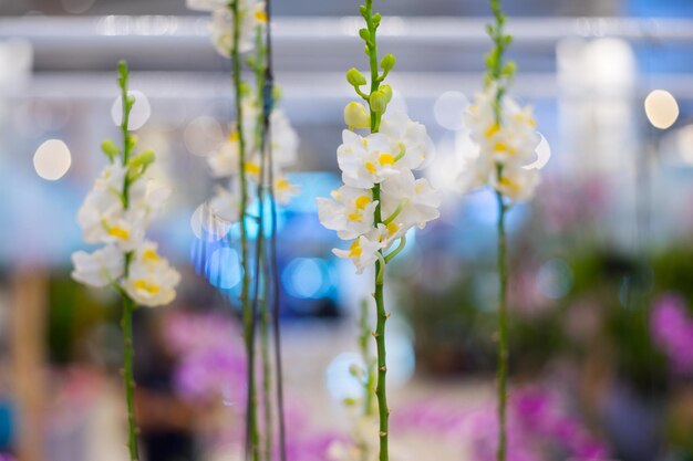 Zdjęcie zbliżenie białych roślin kwitnących