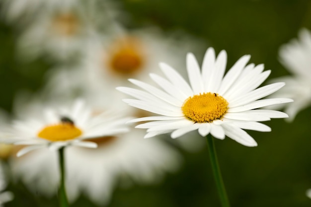 Zbliżenie białych stokrotek Marguerite rosnących w ogrodnictwie leczniczym lub polu uprawnym do zbioru liści herbaty rumianku Argyranthemum frutescens kwiaty kwitnące w przydomowym ogrodzie lub na odległej łące