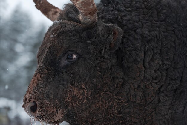 Zbliżenie: Big Black Bull w treningu na śniegu do walki na arenie. Pojęcie walki byków. Selektywne skupienie. Zdjęcie wysokiej jakości