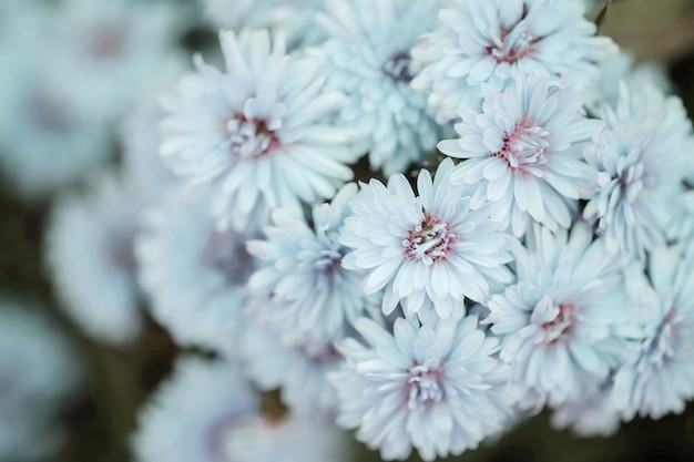 Zbliżenie błękitny kwiat w ogrodowym textured tle