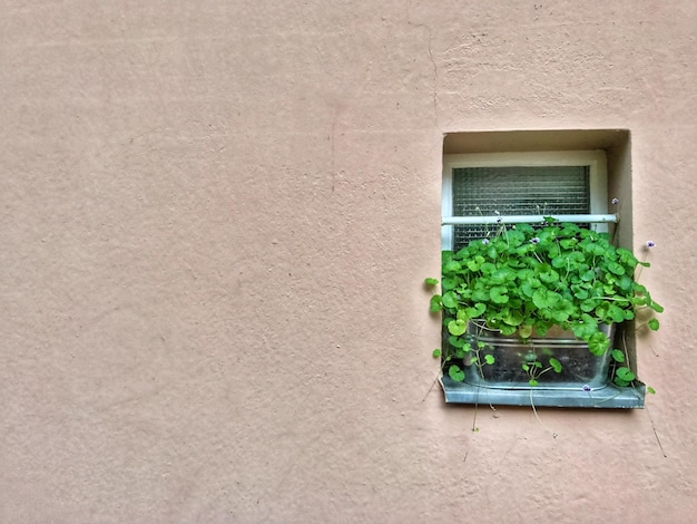 Zbliżenie bluszcza na parapecie okna