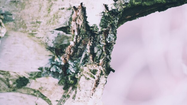 Zdjęcie zbliżenie bluszcza rosnącego na pniu drzewa