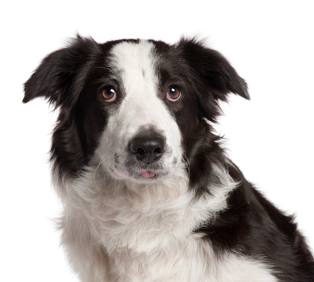 Zbliżenie: Border Collie, 7 miesięcy