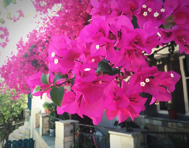 Zdjęcie zbliżenie bougainvillea