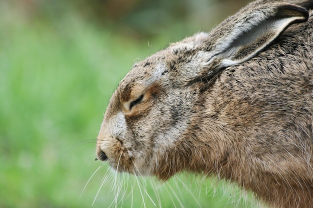 Zbliżenie Brązowy Zając Europejski Lepus Europaeus Z Zamkniętymi Oczami Ukrywającymi Się W Roślinności I Polegającym Na Kamuflażu Zając śpiący Koncepcja Mimikry I Etologii