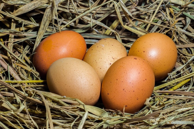 Zdjęcie zbliżenie brązowych jaj na gnieździe