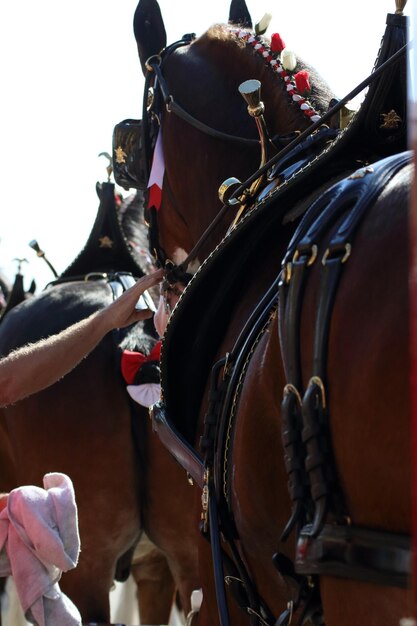 Zdjęcie zbliżenie budweiser clydesdales na tle nieba