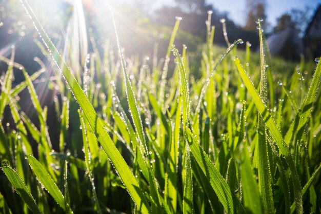 Zdjęcie zbliżenie bujne niecięte zielone trawy z kropelami rosy w miękkim porannym świetle piękny naturalny krajobraz wiejski dla projektowania i projektów o tematyce przyrody