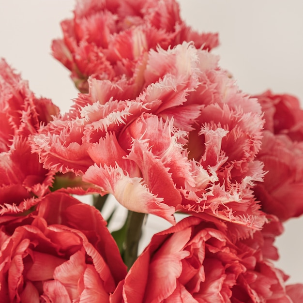 Zbliżenie bukiet kwiatów tulipanów piękny różowy piwonia na białym tle