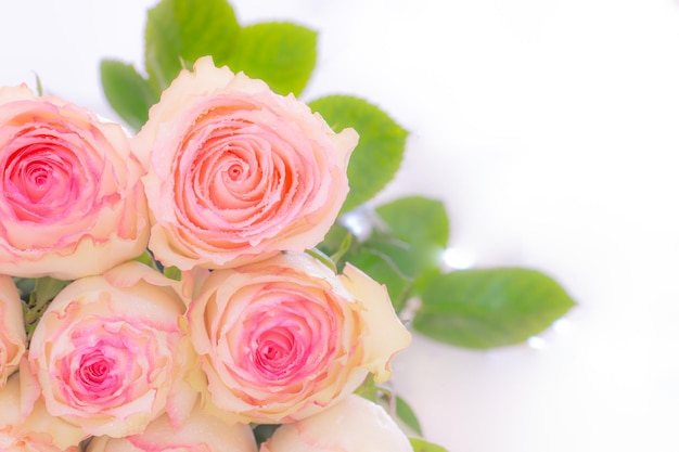 Zbliżenie bukiet róż na białym tle miękki filtr