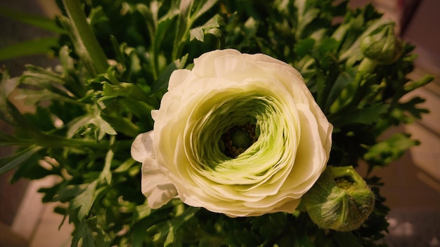 Zdjęcie zbliżenie bukietu róż