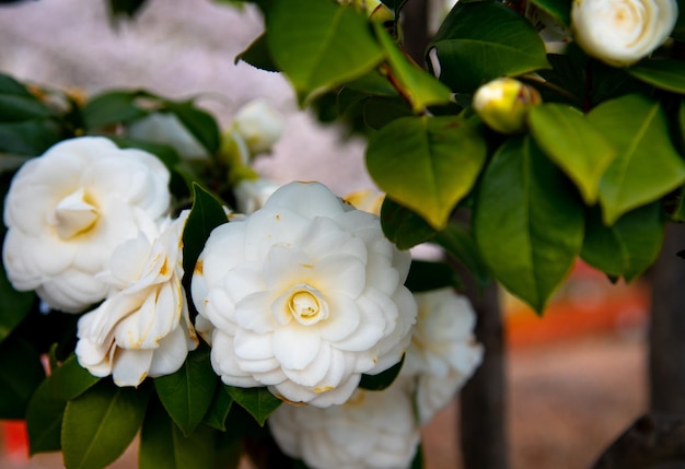 Zbliżenie Camellia Japonica kwiat herbaty tsubaki w białym płatku z żółtymi pręcikami