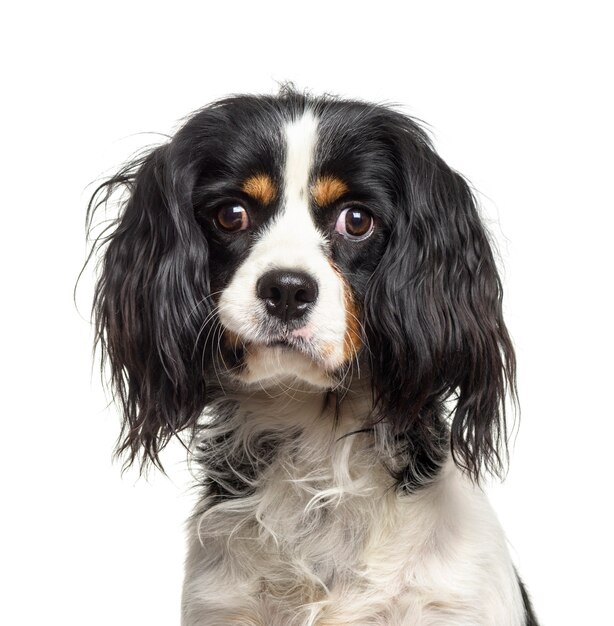 Zbliżenie: Cavalier King Charles Dog