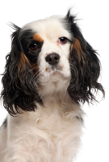 Zbliżenie: Cavalier King Charles Spaniel, 16 miesięcy,