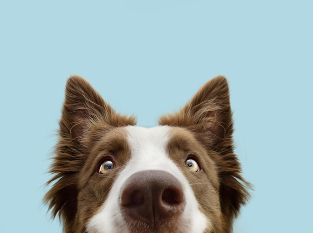 Zdjęcie zbliżenie ciekawy pies rasy border collie patrząc na kamery izolowany na niebieskim tle